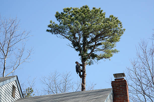 How Our Tree Care Process Works  in  Fox Point, WI